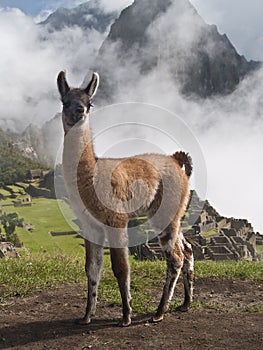 Llama at Machu Picchu (Peru)