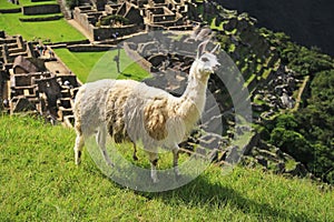 Llama at Machu Picchu, Peru