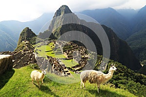 Llama at Machu Picchu, Peru