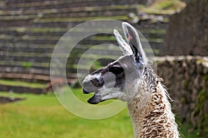 Llama in Machu Picchu, Peru