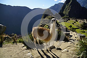Llama at the Machu Picchu ruin