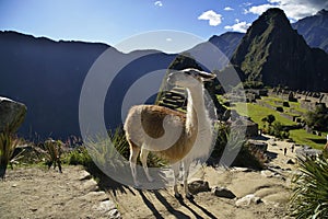 Llama at the Machu Picchu ruin