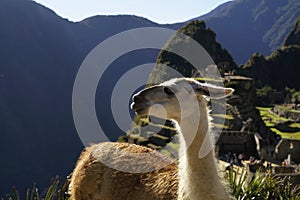 Llama at the Machu Picchu ruin, Andes Mountains