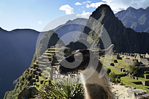 Llama at the Machu Picchu ruin, Andes Mountains