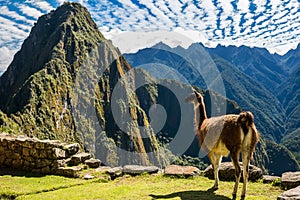 Llama Machu Picchu ruins peruvian Andes Cuzco Peru