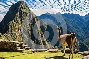 Llama Machu Picchu ruins peruvian Andes Cuzco Peru photo