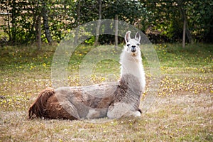 Llama on the meadow photo