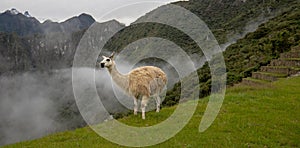 Llama in the mist at Machu Picchu in Peru South America