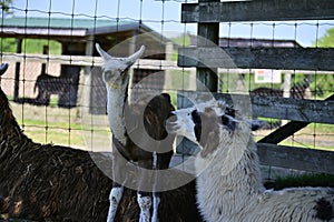 Llama mother with her cria baby