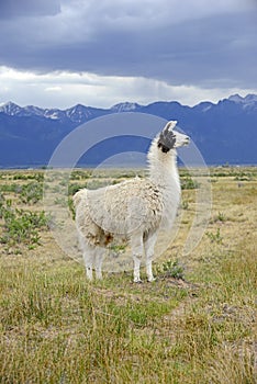 Llama in mountain environment