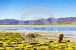 Llama by mountain lagoon in the Altiplano in Bolivia