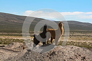 Llama in the mountains