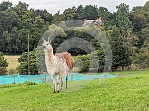 Llama near Wylam