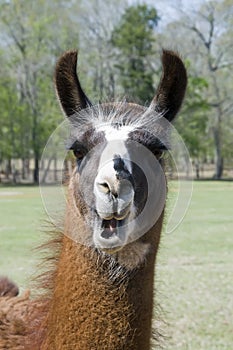 Llama with open mouth photo