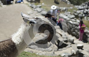 Llama pacing freely in Machu Picchu archaeological complex