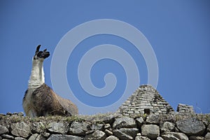 Llama pacing freely in Machu Picchu archaeological complex