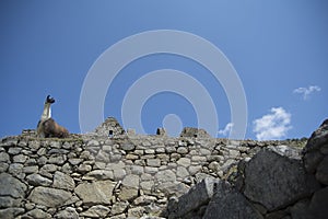 Llama pacing freely in Machu Picchu archaeological complex