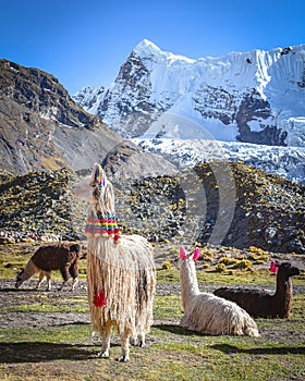 Llama pack in Cordillera Vilcanota, Ausangate, Cusco, Peru