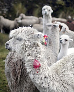 Llama, Peru