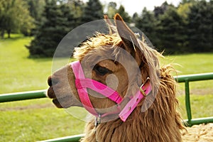 Llama with a pink bridle