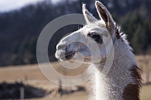 Llama Portrait