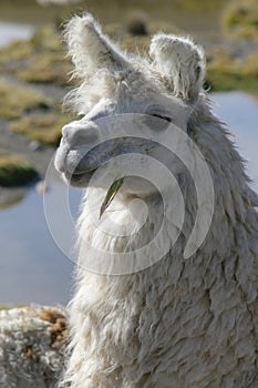 Llama portrait photo