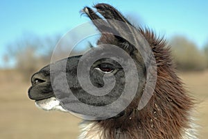 Llama Profile