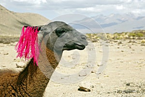 Llama in Profile