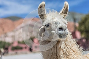 Llama in Purmamarca, Jujuy, Argentina.