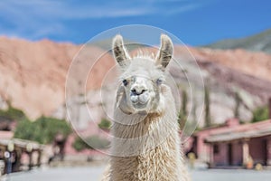 Llama in Purmamarca, Jujuy, Argentina. photo