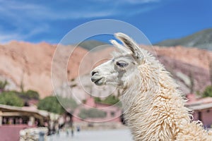 Llama in Purmamarca, Jujuy, Argentina.