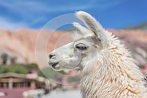 Llama in Purmamarca, Jujuy, Argentina.