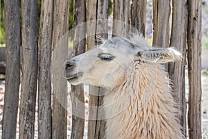 Llama in Purmamarca, Jujuy, Argentina.