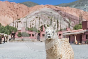 Llama in Purmamarca, Jujuy, Argentina.