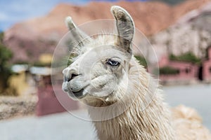 Llama in Purmamarca, Jujuy, Argentina.