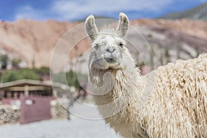 Llama in Purmamarca, Jujuy, Argentina.