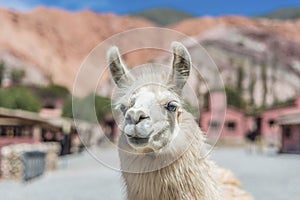 Llama in Purmamarca, Jujuy, Argentina. photo