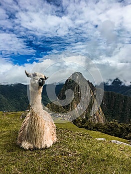 Llama relaxing at Machu Picchu