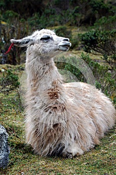 Llama Resting