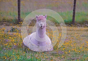 Llama resting among buttercups.