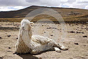 Llama Resting on the Ground