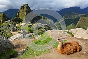Llama resting at Machu Picchu overlook in Peru