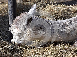 Llama Resting