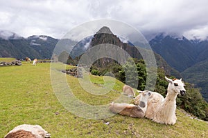 Llama at ruins of the  City of Machu Picchu, Peru