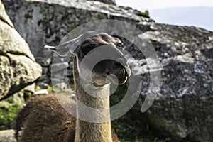 Llama in the ruins lost city Machu-Picchu.
