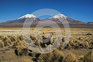 Llama in Sajama park photo