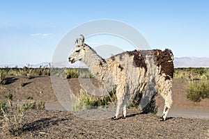 Llama in Salinas Grandes in Jujuy, Argentina