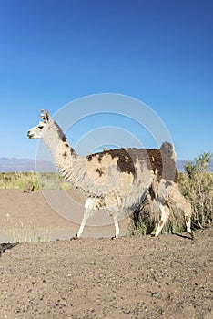 Llama in Salinas Grandes in Jujuy, Argentina