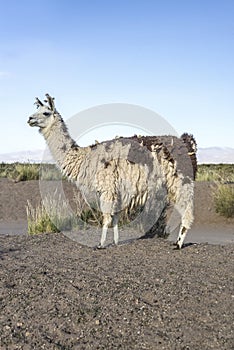 Llama in Salinas Grandes in Jujuy, Argentina