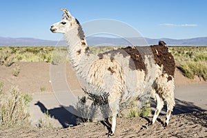 Llama in Salinas Grandes in Jujuy, Argentina.